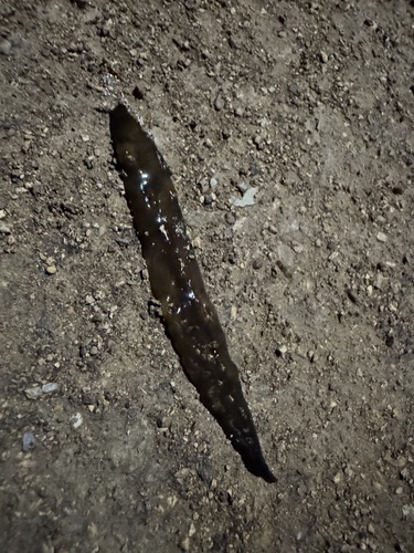 Obama Flatworm