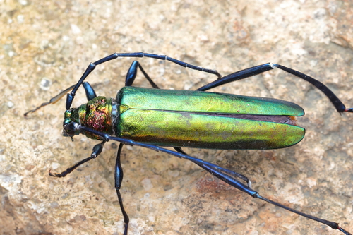 Musk beetle