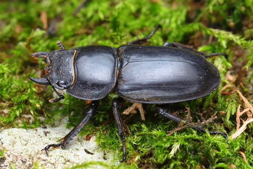 Serrognathus titanus platymelus