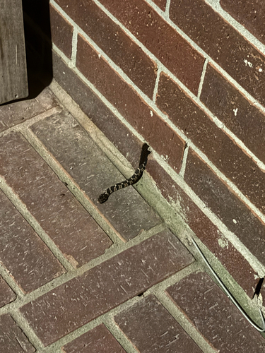 Plain-bellied Watersnake