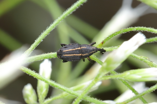Nespilobaris inflatirostris