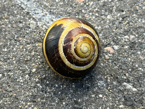 Brown-lipped Snail