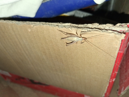 Western Tree Cricket