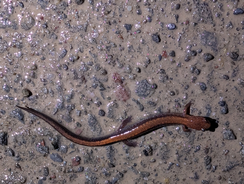 Eastern Red-backed Salamander