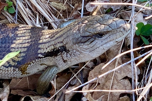 Common Bluetongue