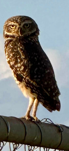 Burrowing Owl