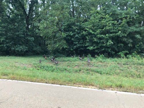 Wild Turkey