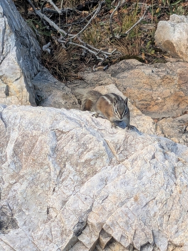 Uinta Chipmunk