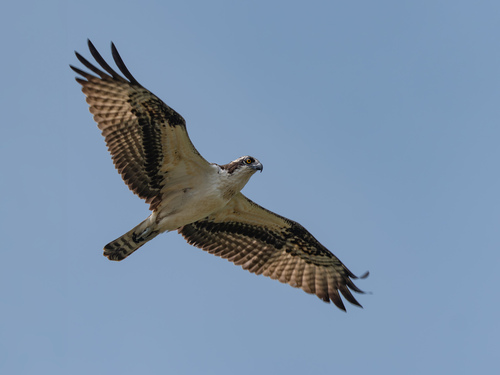 Osprey