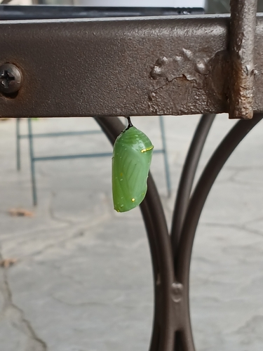 Monarch