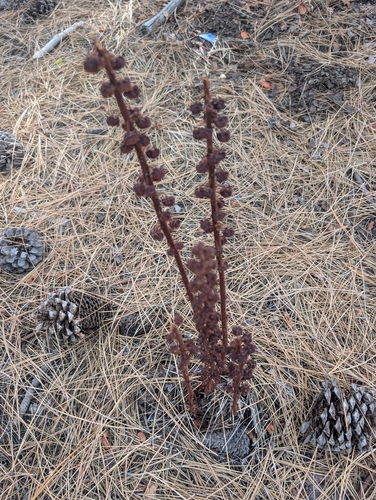 woodland pinedrops