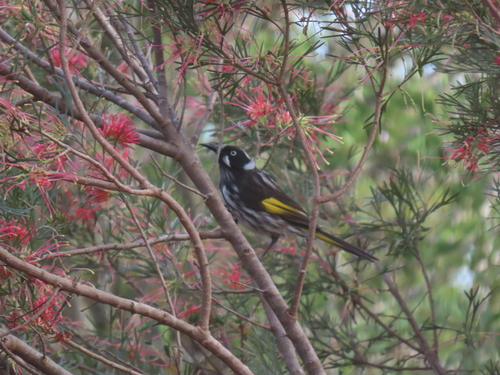 New Holland Honeyeater