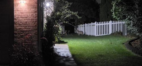 Coyote