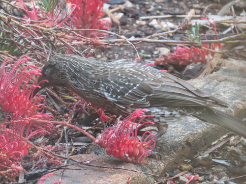 Little Wattlebird
