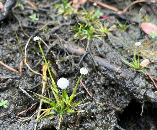 Common Pipewort