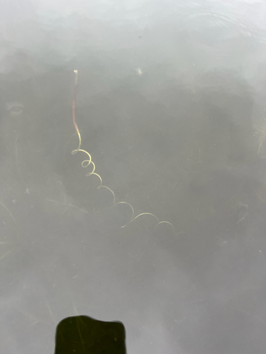 American eelgrass