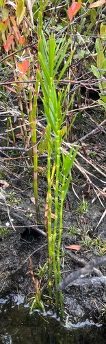 Three-way Sedge