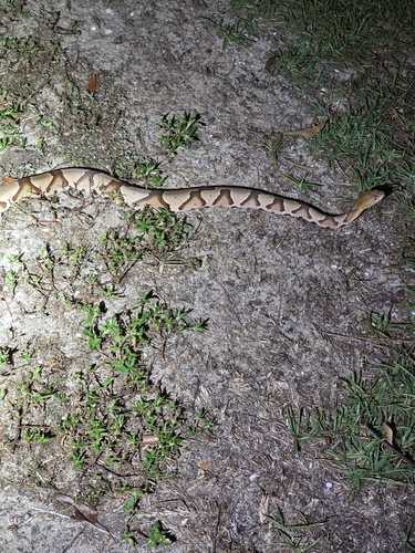 Eastern Copperhead