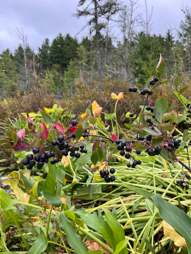 black chokeberry