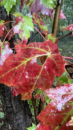red maple