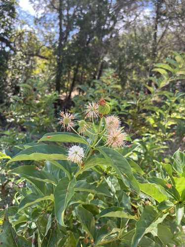 buttonbush