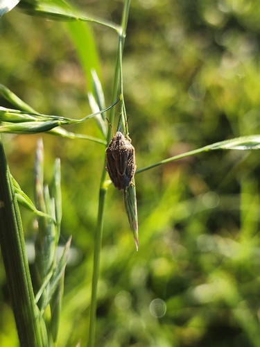 Bishop's Mitre Shield Bug