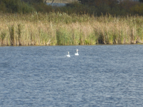 Mute Swan