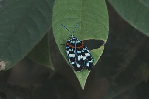 Erasmia pulchella
