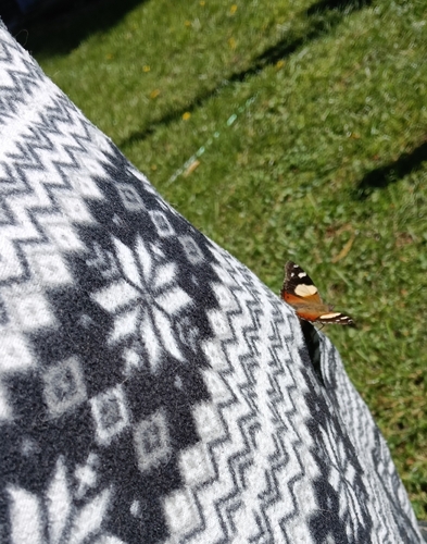 Yellow Admiral