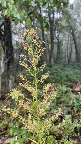 horseweed