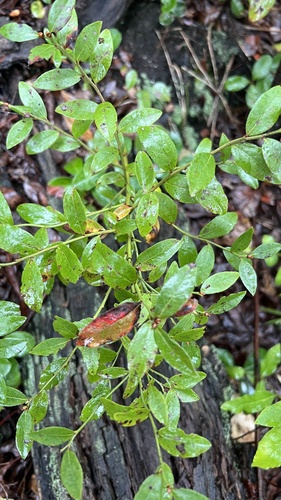 lowbush blueberry