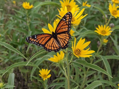 Viceroy