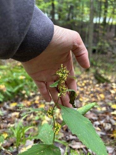 broad-leaved goldenrod