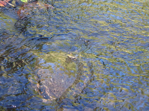 American Bullfrog