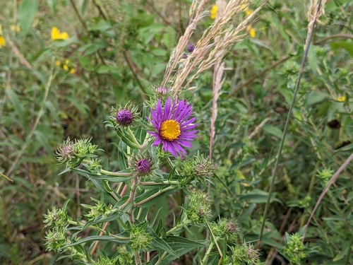New England aster