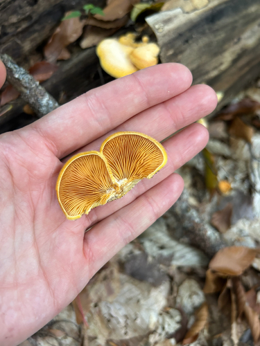 Stinking Orange Oyster