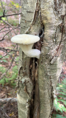Lynx Paw Oyster