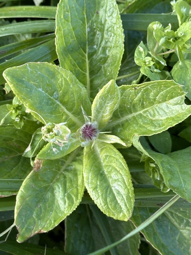 Seabeach Groundsel
