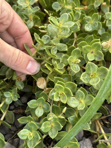 Sea Sandwort