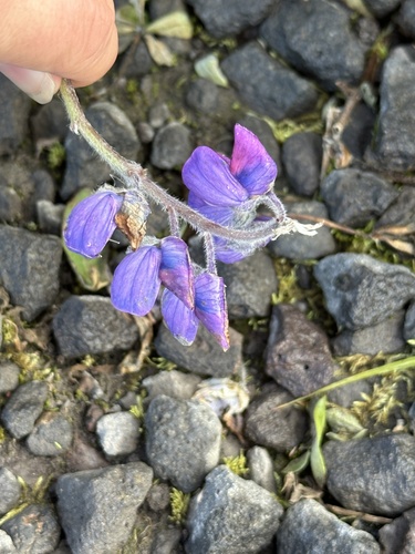 Nootka Lupine