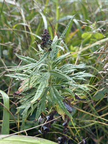 Tilesius Wormwood