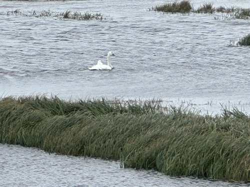 Tundra Swan