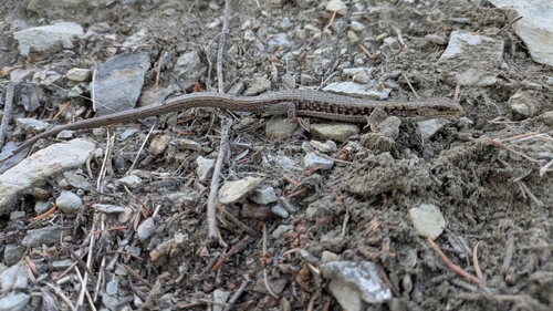 Northern Alligator Lizard