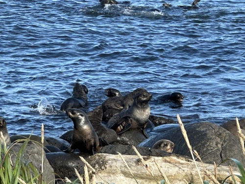 Northern Fur Seal