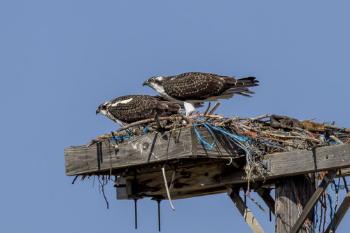 Osprey