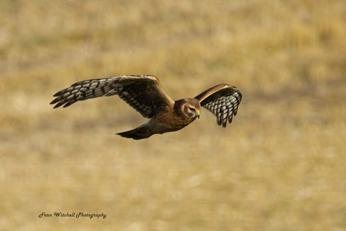 Northern Harrier