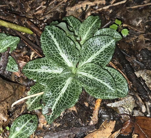 downy rattlesnake plantain