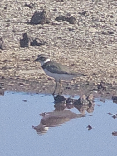 Semipalmated Plover