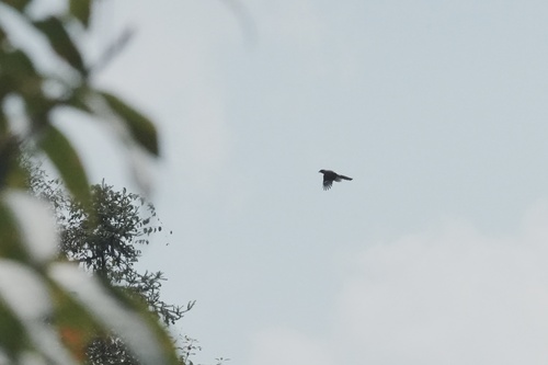 Gray Treepie