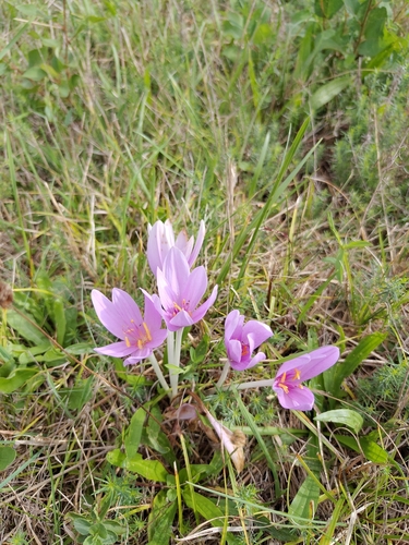 Autumn Crocus